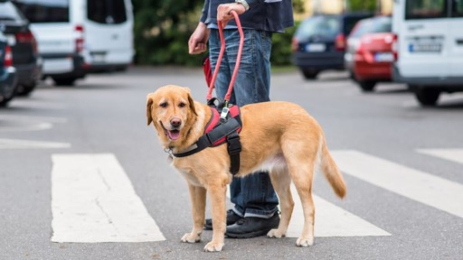 Pawsitive Frontiers – Guide Dogs