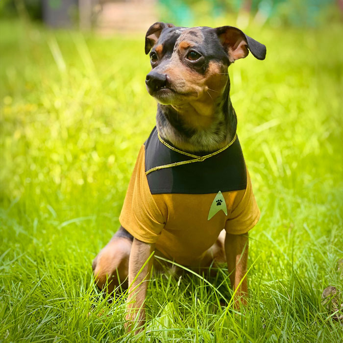 STARFLEET Petfleet Monthly Status Reports