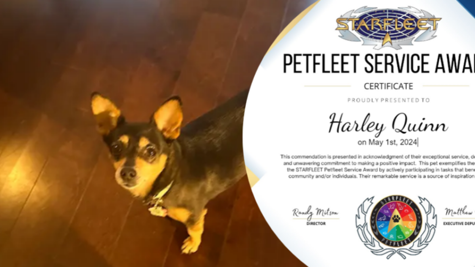 STARFLEET Petfleet Service Award – Harley Quinn