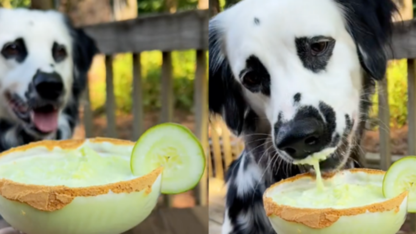 Bark-Appétit: Puppy-Friendly Margarita