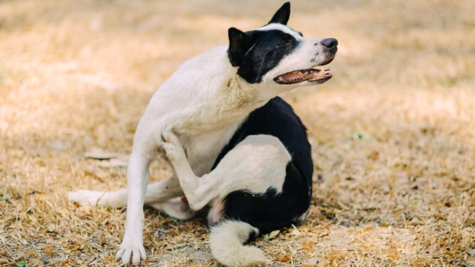 SFPet Veterinarian Article – Allergies and Atopic Dermatitis in Dogs