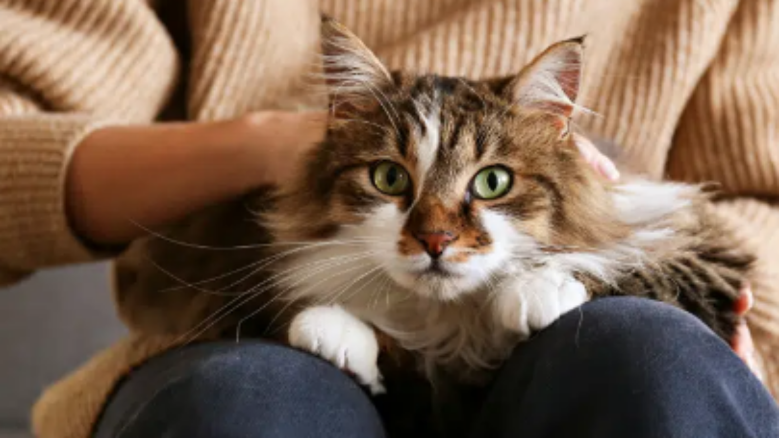 Pawsitive Frontiers – How Cats Enhance Our Lives