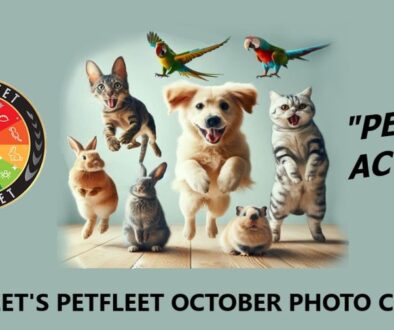 Pets in Action Photo Contest Oct 2024