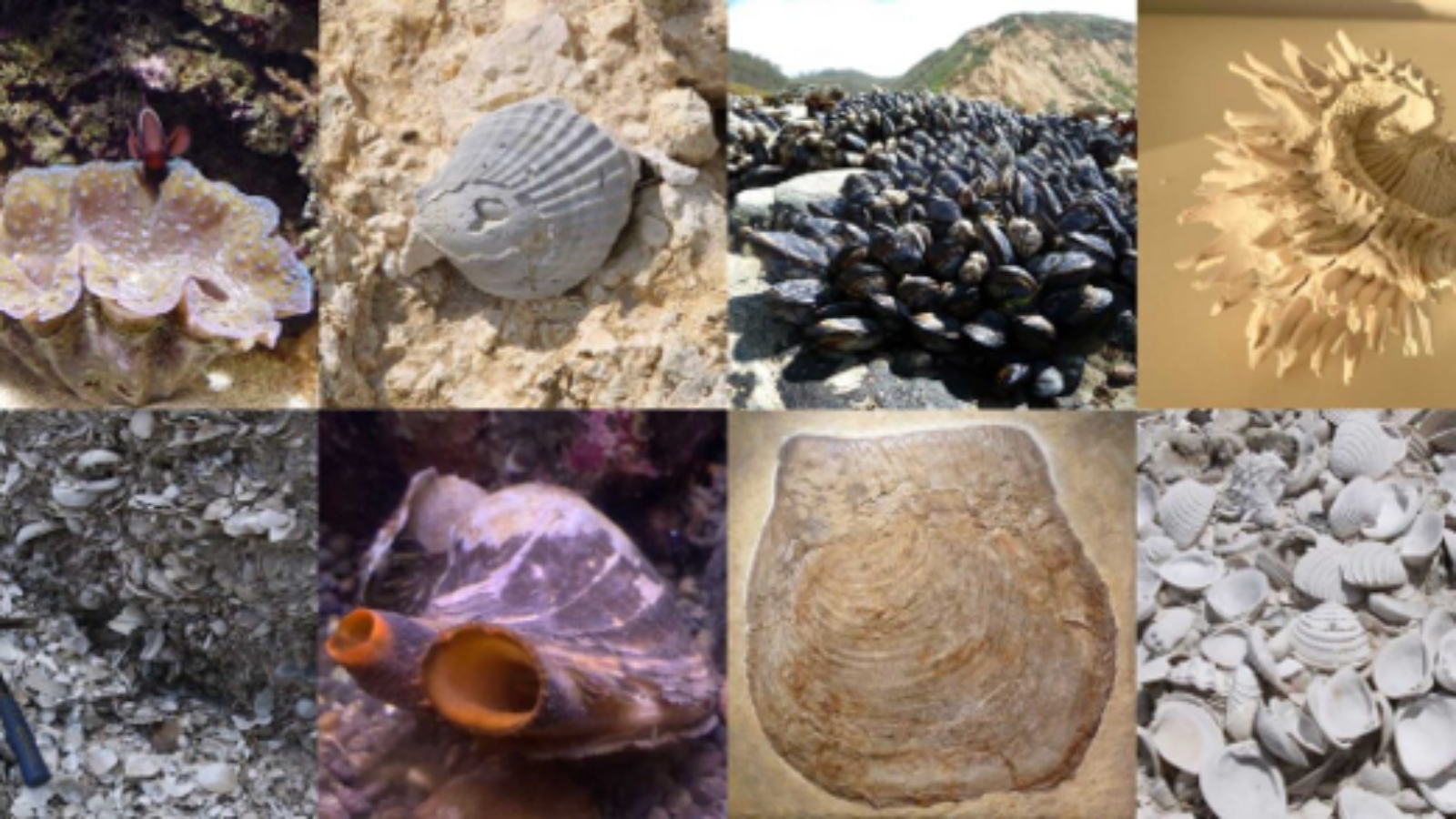 SFPet Academy Course Challenges – Bivalves