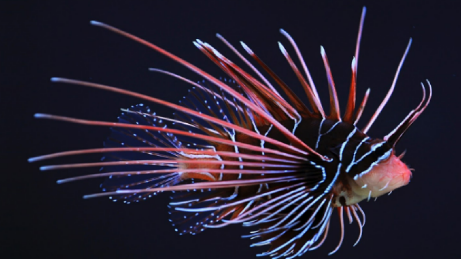 Feature Article – Captain Picard’s Lionfish, Livingston