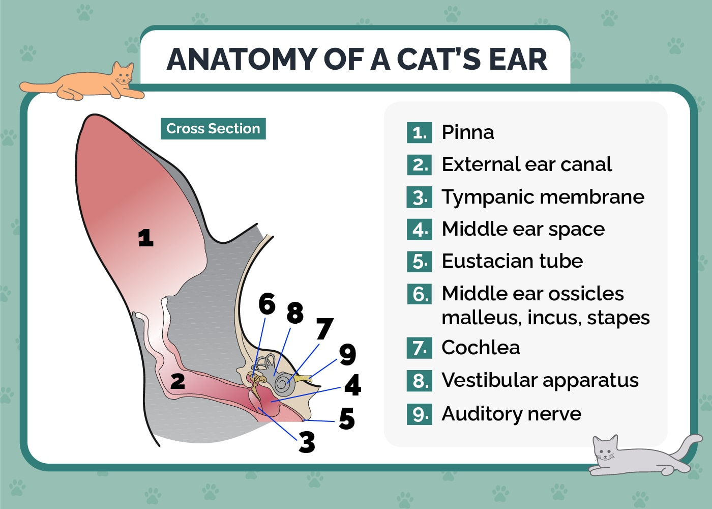 Anatomy of a Cat's Ear