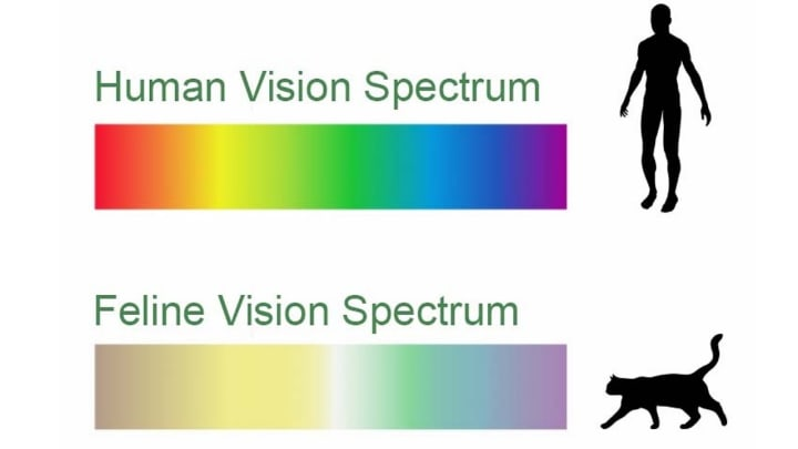 Feline Vision Spectrum