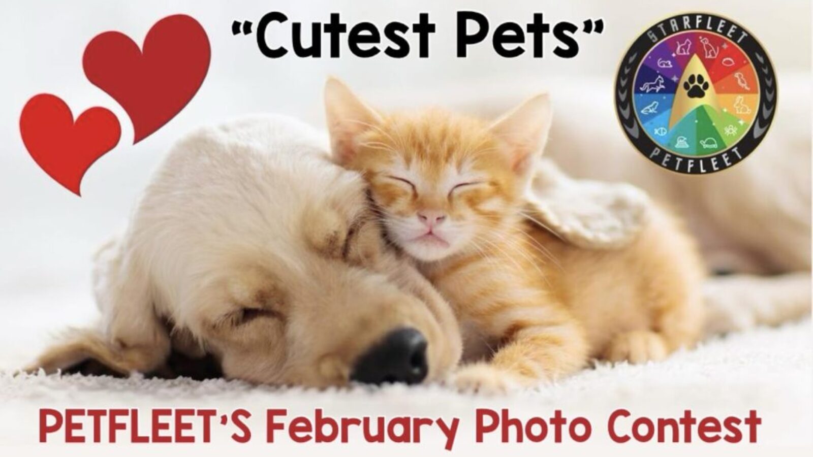 SFPet Photo Contest – Feb 2025