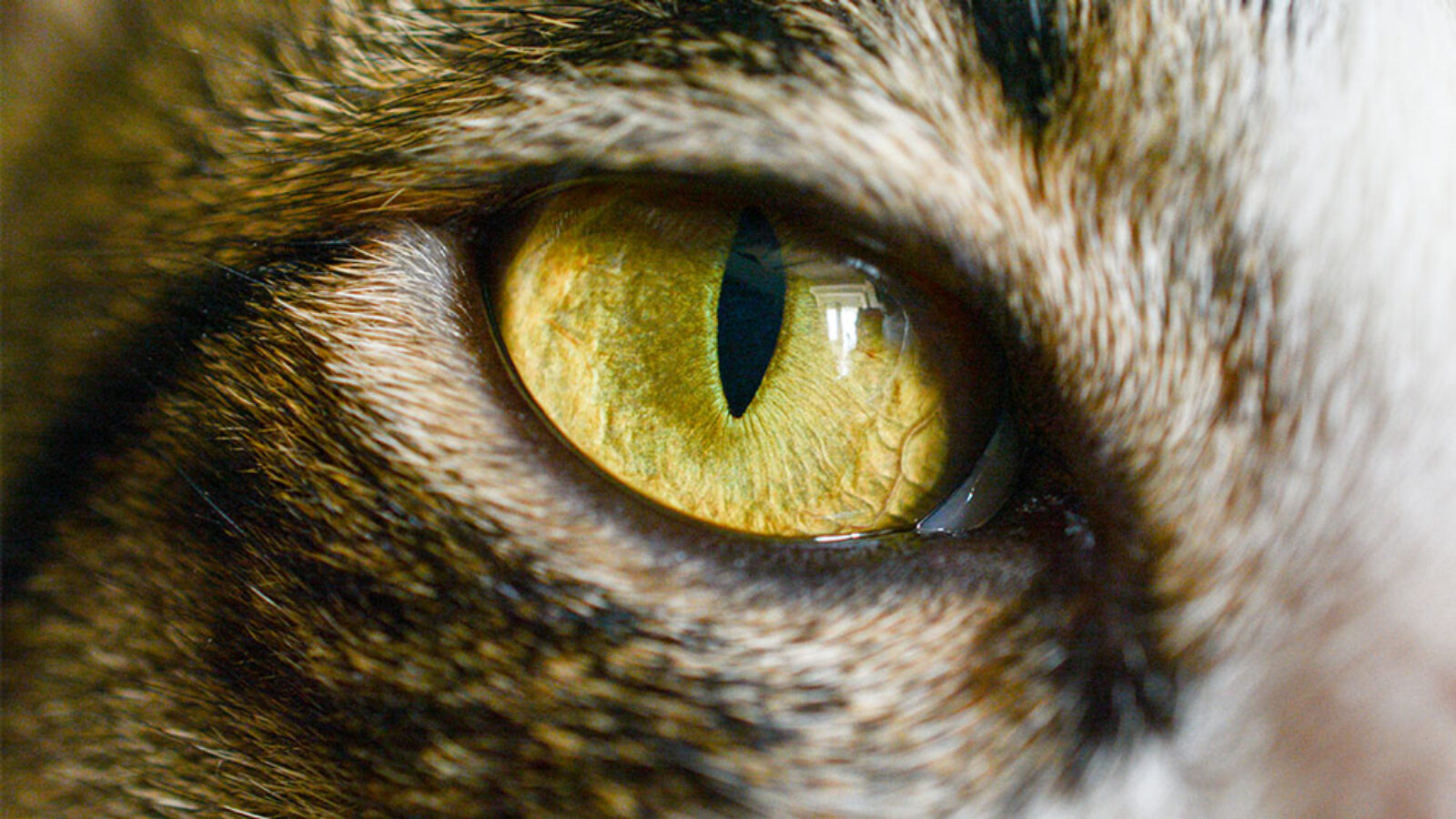 Why Cats Can See Things That Aren’t There