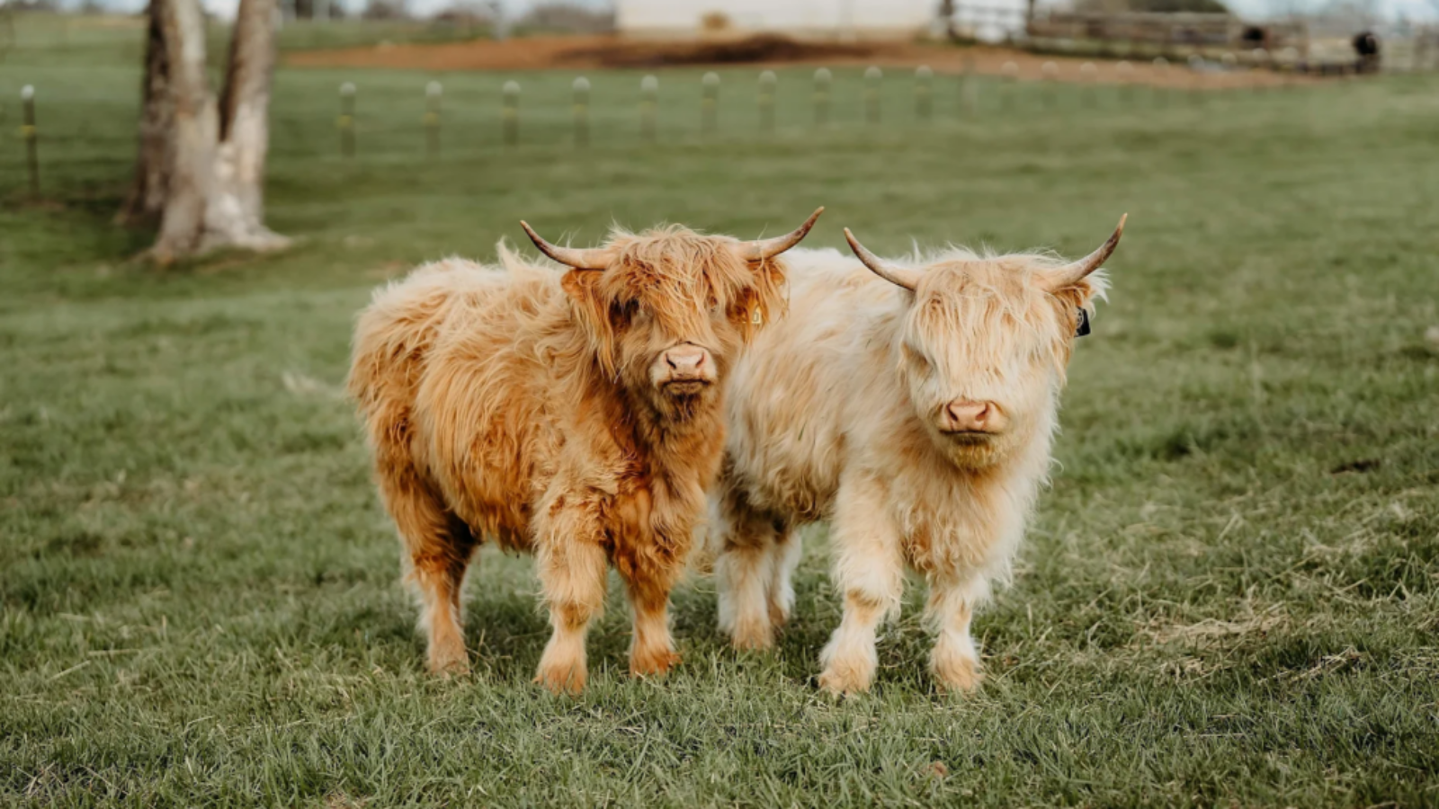 Highland Cows – The Most Adorable Pet in the World!