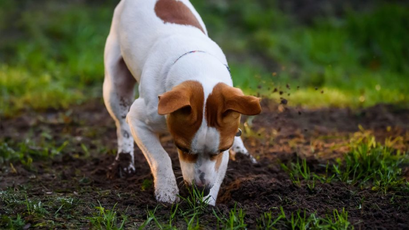 Digging, Hoarding, and Nesting Nature’s Backup Plan Digging, Hoarding, and Nesting—Nature’s Backup Plan