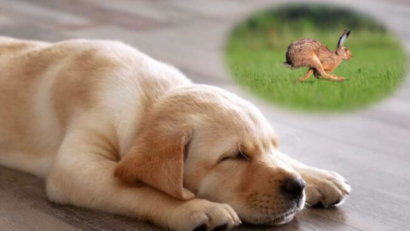 Do-Pets-Still-Dream-of-the-Wild Do Pets Still Dream of the Wild?