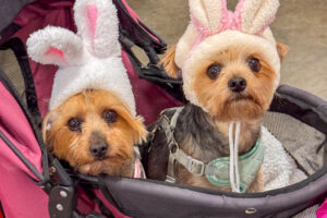 Bunny-eared Yorkies spotted at the Expo, ready to join the Easter Fleet.