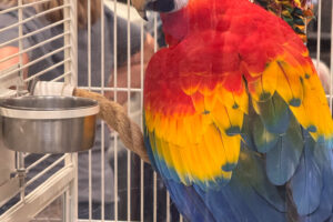 A brilliant Scarlet Macaw on duty—guarding the vendor corridor!
