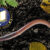 SFPet-Academy-Course-Challenge-IBW---Worms-Q1-2025