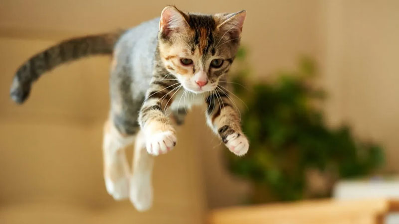 The-Hunter’s-Instinct-Why-Cats-Still-Stalk-and-Pounce The Hunter’s Instinct: Why Cats Still Stalk and Pounce