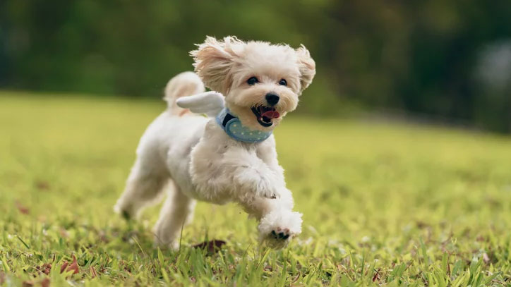 Zoomies-The-Wild-Side-Unleashed Zoomies: The Wild Side Unleashed