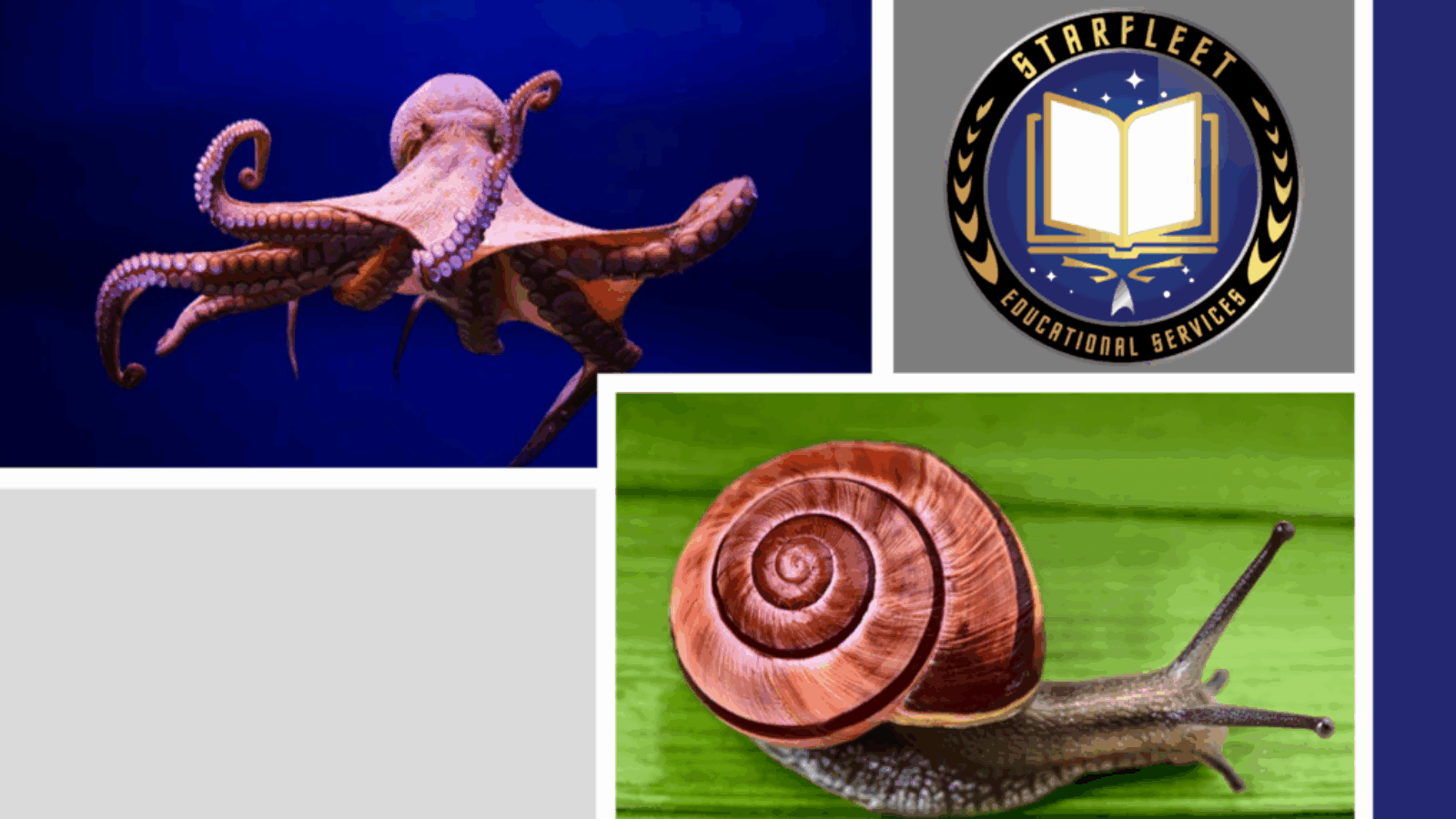 SFPet Academy Course Challenges – Cephalopods and Gastropods