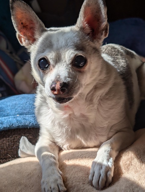 Mojo Belford Mojo Belford