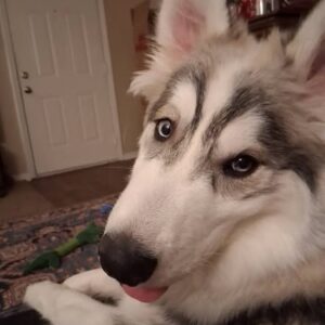 539437444_10161481399387341_3720579344150416442_n