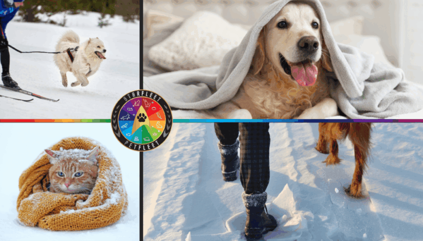 2025-11_PETFLEET Newletter_Best practices for winter sports with your aging pet (1)